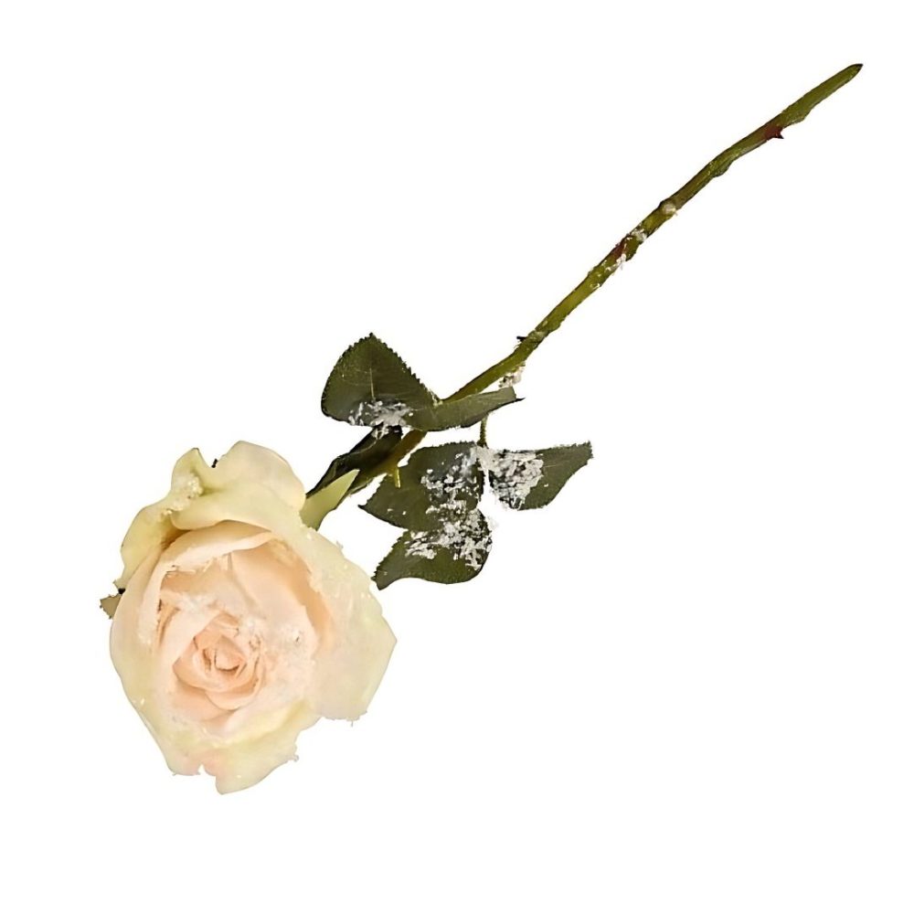 Rose 40cm Kunstblumen geeist cream Länge POSIWIO