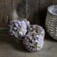 Allium Natasja Lavendel-Grün